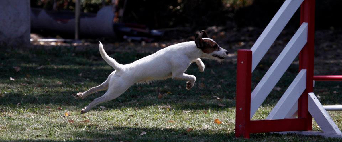 Assurances Martin - Espace Sports Canins