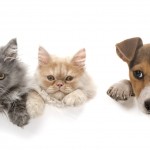 Assurances Martin - Mutuelle Chiens & Chats